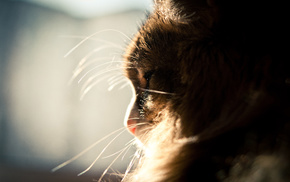 cat, animals, window, Sun, mustache