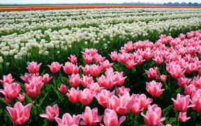 nature, tulips, flowers
