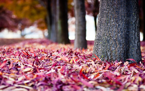 trees, macro, autumn