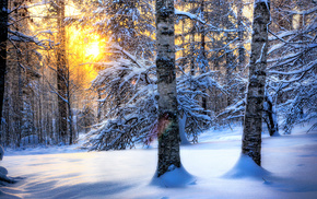 winter, snow, nature, forest, Sun