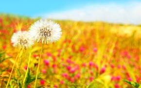 flowers, field, spring