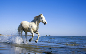 animals, horse, sea, coast, water