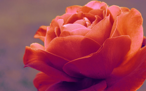 rose, tenderness, flowers, macro