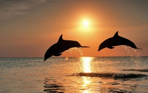 animals, sea, sunset