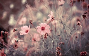 flowers, macro