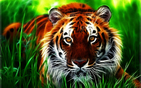 animals, tiger