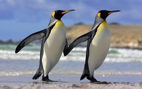love, animals, penguins