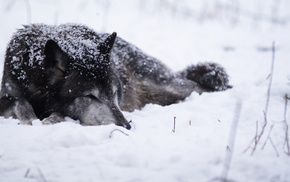 wolf, animals, snow, cold