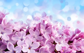 wallpaper, images, spring, flowers