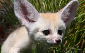fox, ears, animals