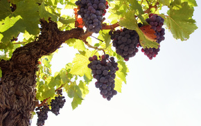 nature, grapes, leaves