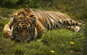 tiger, cat, nature, animals
