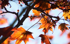 autumn, sky, tree, macro, twigs
