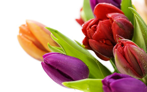 plants, flowers, tulips
