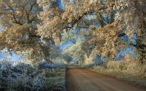 landscape, road, winter, trees