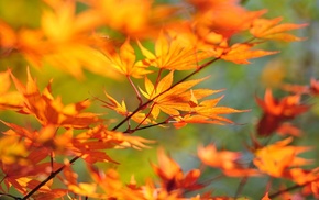 autumn, leaves, branch