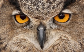 eyes, owl, bird, animals