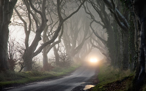 nature, trees, mist, autumn, headlights