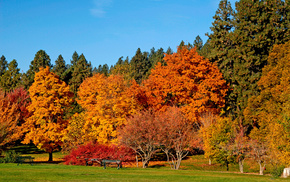 autumn, trees