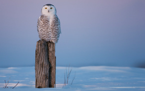 owl, snow, winter, cold, bird