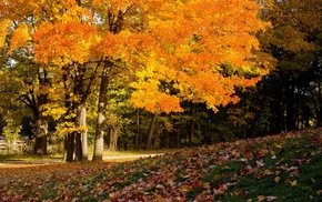 foliage, autumn, trees