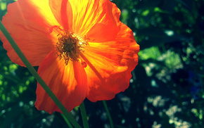 flowers, green, summer, orange