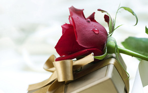 flowers, gift, rose
