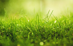 dew, macro, grass, drops, rain