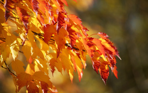 branch, background, color, autumn