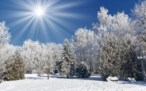 Sun, nature, winter, forest, trees
