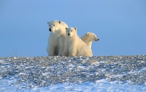 animals