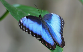 animals, green, butterfly