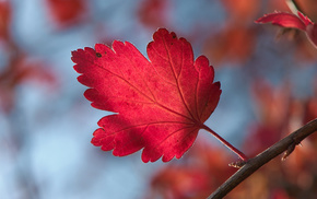 leaf, autumn, macro, bokeh