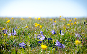 dew, grassland, flowers, grass, field