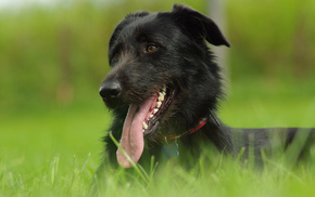 dog, animals, grass