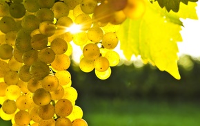 grapes, leaves, nature, yellow