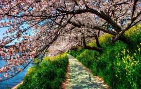 road, nature