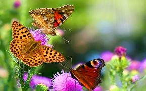 animals, flowers, macro
