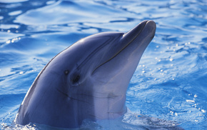 animals, water