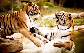 animals, nature, water