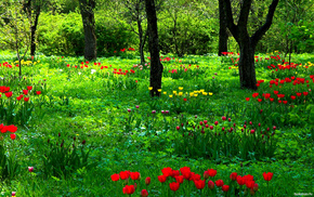 nature, forest, poppies