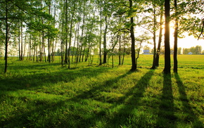 summer, nature, landscape
