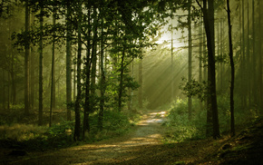 nature, forest, light