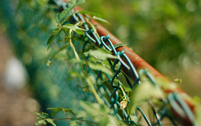 macro, fence