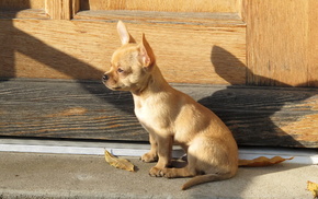 animals, shadow