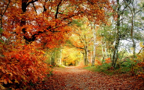 leaves, color, autumn, park