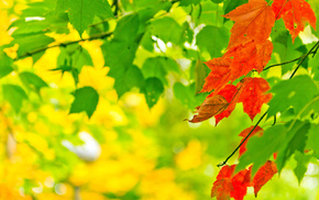 bokeh, paints, autumn, light, leaves