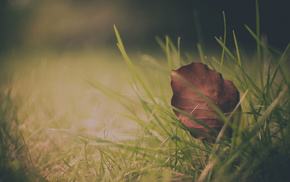 leaves, macro