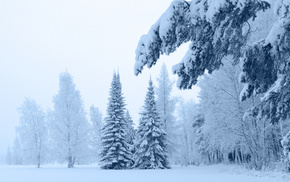 snow, winter, pine trees, twigs