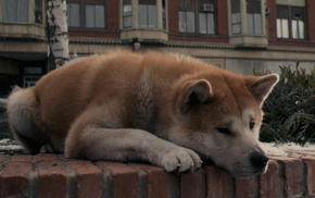 girl, dog, movies